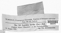 Romjularia lurida image